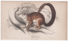 Duvaucel's Squirrel